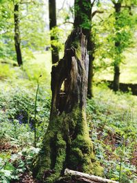 Tree trunk amidst plants in forest