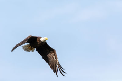 Low angle view of eagle flying in sky