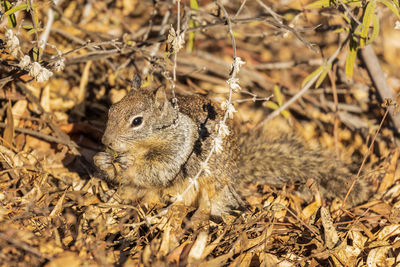 Close-up of squirrel