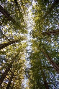 Low angle view of trees against sky