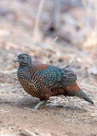 Close-up of a bird on land