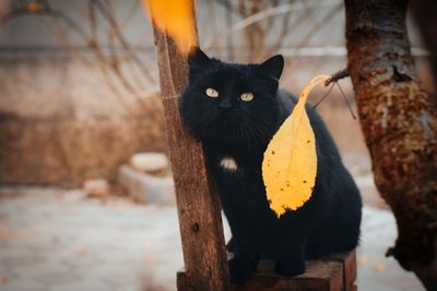 Portrait of black cat on tree