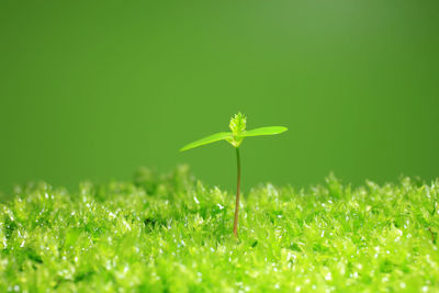 Close-up of small plant growing on field