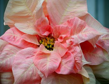 Close-up of pink flower blooming outdoors