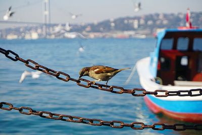 Close-up of birds perching on rope