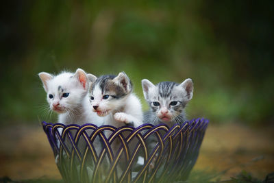 Close-up of kittens in container on land