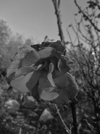 Close-up of wilted rose