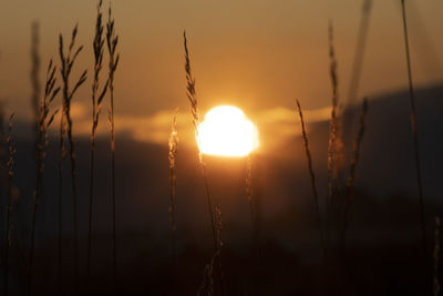 Close-up of silhouette plants against sunset sky