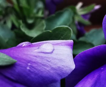 Close-up of purple flowering plant