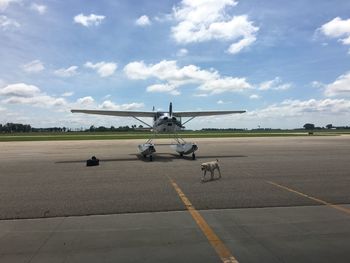 Labrador retriever walking by seaplane on runway at airport against cloudy sky