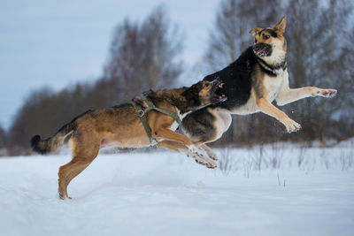 Dog running in snow