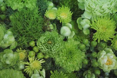 High angle view of fresh green plants on field