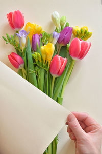 Close-up of hand holding bouquet of tulips