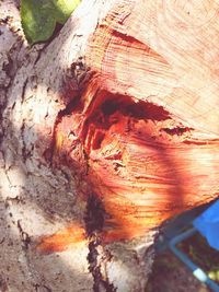 Close-up of tree trunk