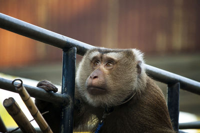 Close-up of monkey sitting on railing