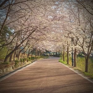 View of trees against sky
