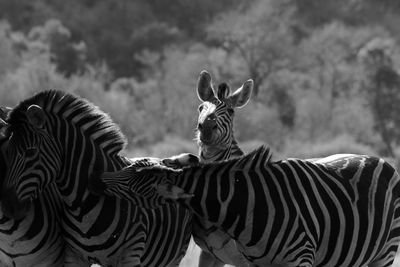 Zebras in a field