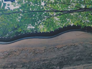 Low angle view of trees in forest
