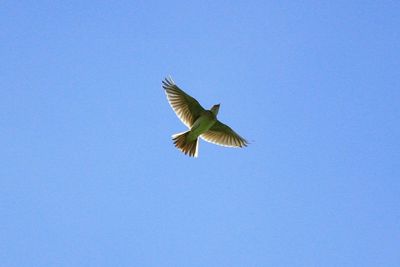 Bird flying against clear blue sky