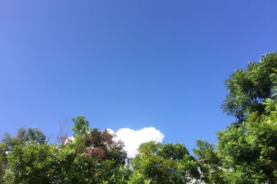 Low angle view of trees against blue sky