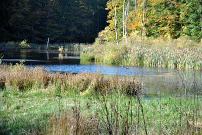 Reflection of trees in lake