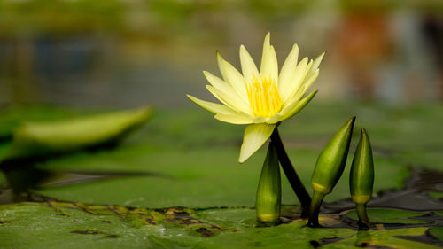 Close-up of yellow water lily blooming in lake