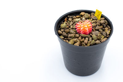 High angle view of succulent plant against white background