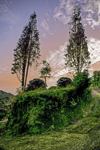 Close-up of tree against sky during sunset