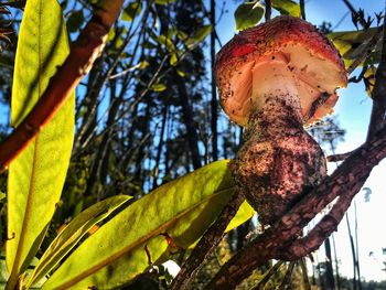 Low angle view of fruits on tree