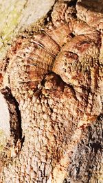 Full frame shot of tree trunk