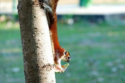 Close-up of squirrel on tree trunk