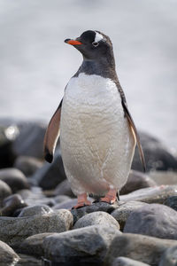 Gentoo penguin stands among rocks facing camera