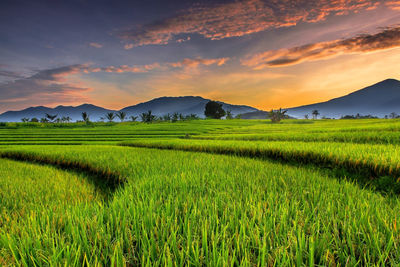 Scenic view of agricultural field against sky during sunset