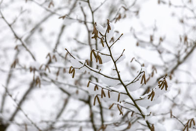 Close-up of frozen plant during winter