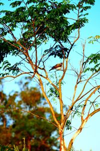 Low angle view of trees against sky