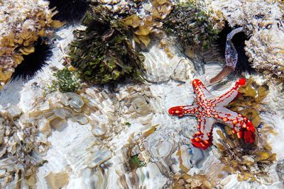 View of starfish on rock