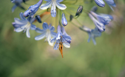 Close-up of insect on flower