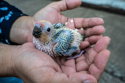 Close-up of hand holding small bird