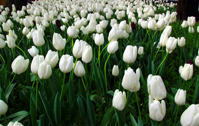Close-up of white flowering plants on field