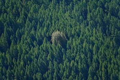 High angle view of pine trees in forest