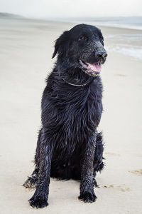 Close-up of black dog on beach