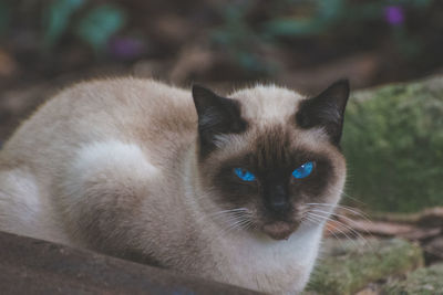 Close-up portrait of a cat