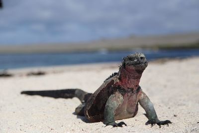 Close-up of lizard on beach