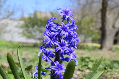 Close-up of purple crocus flowers on field