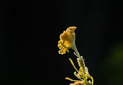 Close-up of flowers over black background