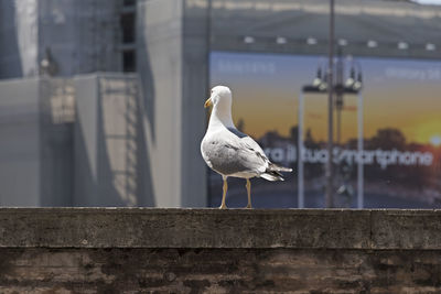 Seagull perching on a wall