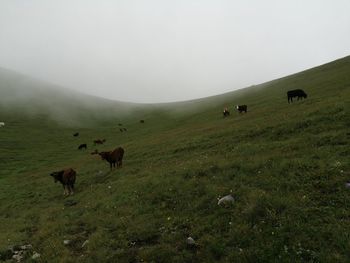 Cows grazing in a field