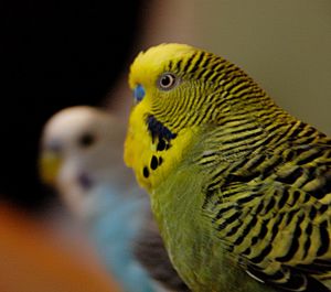 Close-up of parrots