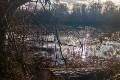 Scenic view of lake in forest