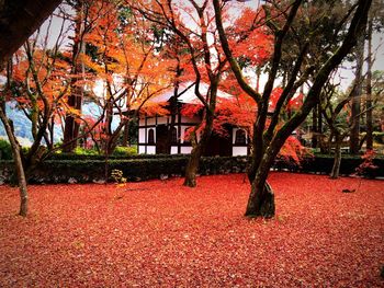 Trees in autumn